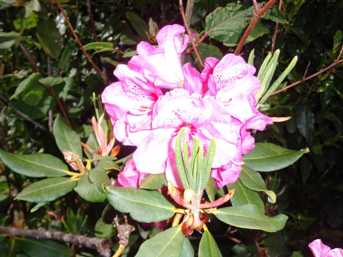 Les Fleurs Du Mont Bed and Breakfast Caux Exteriör bild