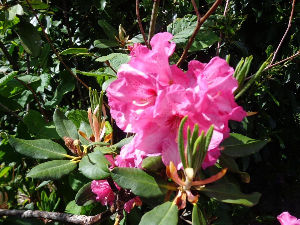 Les Fleurs Du Mont Bed and Breakfast Caux Exteriör bild