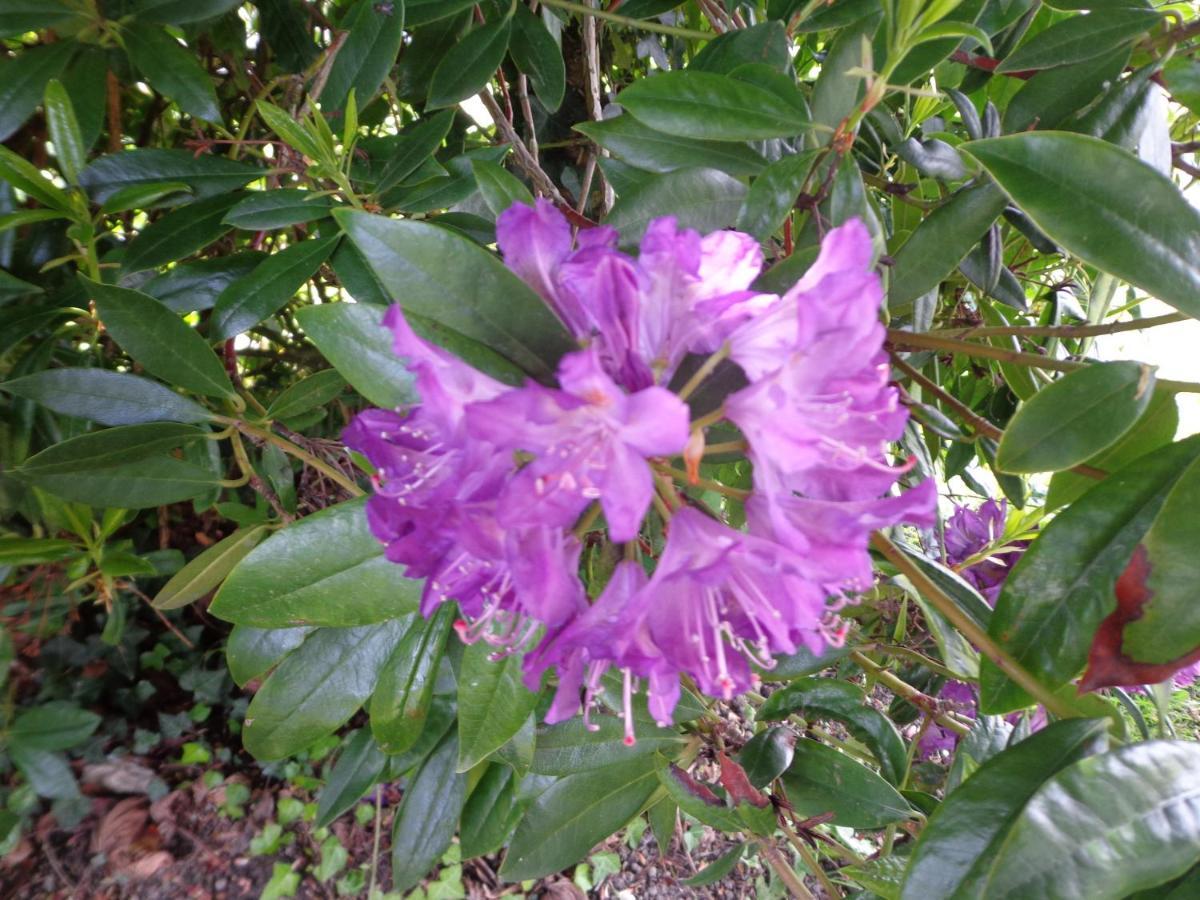 Les Fleurs Du Mont Bed and Breakfast Caux Exteriör bild